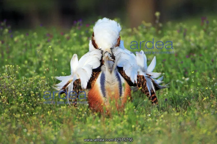 : Great Bustard - male displaying : Great Bustard - male displaying
