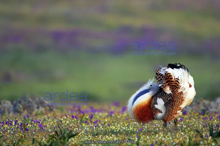 : Great Bustard - Male displaying : Great Bustard - Male displaying
