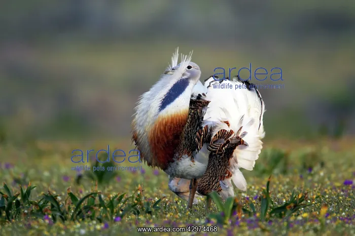 : Great Bustard - Male displaying : Great Bustard - Male displaying