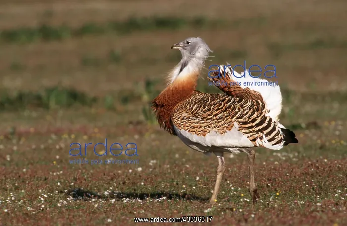 : GREAT BUSTARD - male, displaying : GREAT BUSTARD - male, displaying