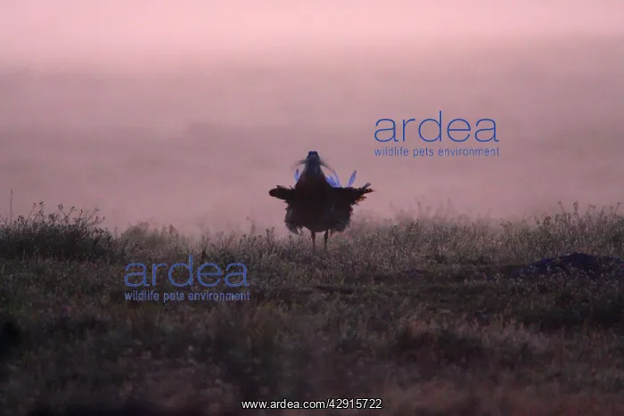 : Great Bustard - male displaying at dawn : Great Bustard - male displaying at dawn