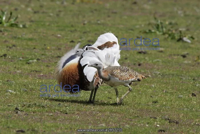 : Great Bustard male displaying with female : Great Bustard male displaying with female