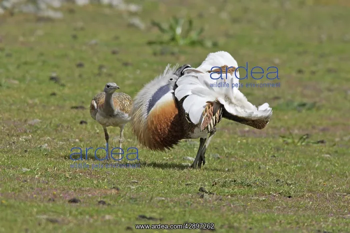 : Great Bustard male displaying with female : Great Bustard male displaying with female