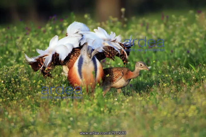 : Great Bustard - male displaying to female : Great Bustard - male displaying to female