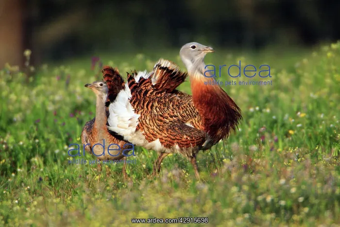 : Great Bustard - male displaying to female : Great Bustard - male displaying to female