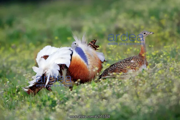 : Great Bustard - male displaying to female : Great Bustard - male displaying to female