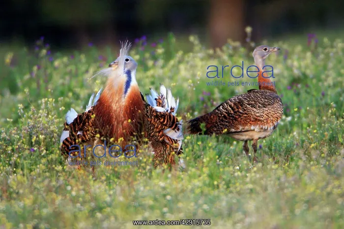 : Great Bustard - male displaying to female : Great Bustard - male displaying to female