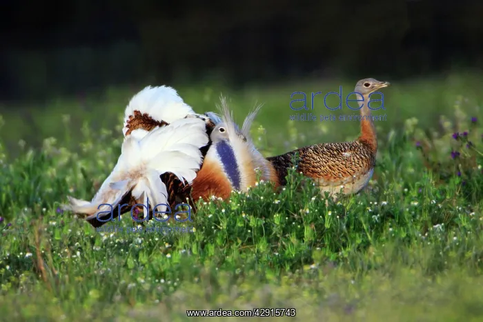 : Great Bustard - male displaying to female : Great Bustard - male displaying to female