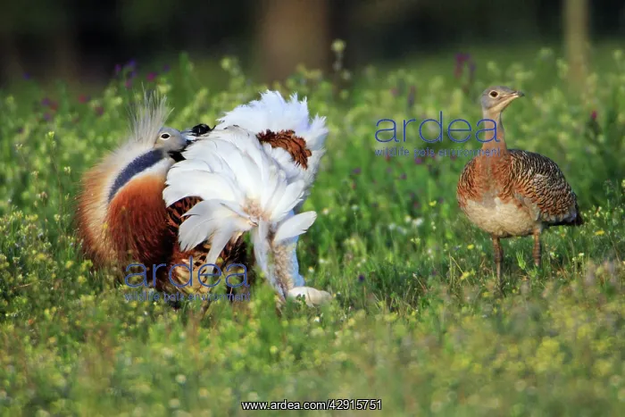 : Great Bustard - male displaying to female : Great Bustard - male displaying to female