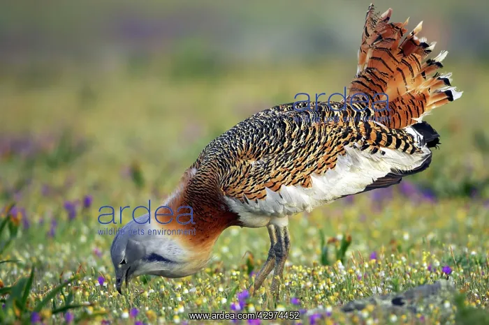 : Great Bustard - Male feeding : Great Bustard - Male feeding
