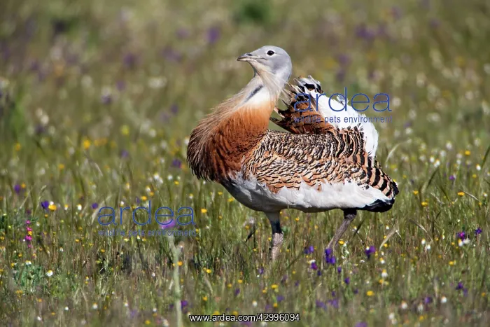: Great Bustard - male strutting through meadow displaying : Great Bustard - male strutting through meadow displaying