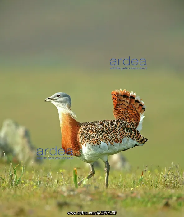 : Great Bustard - male strutting across the steppes : Great Bustard - male strutting across the steppes