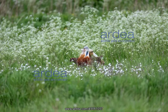  : Great Bustard - Male - UK