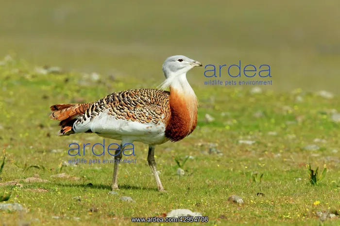 : Great Bustard - male walking across open steppe : Great Bustard - male walking across open steppe