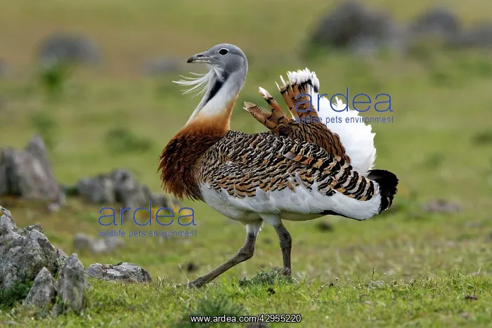 : Great Bustard - male walking across open steppe : Great Bustard - male walking across open steppe