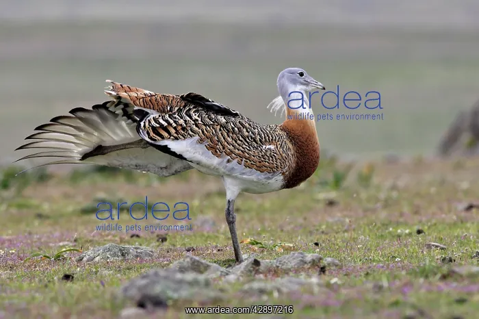 : Great Bustard - Male with the wing outstretched : Great Bustard - Male with the wing outstretched
