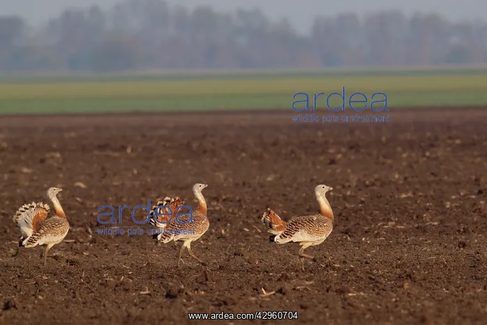 : Great Bustard - males in mating season : Great Bustard - males in mating season