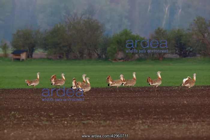 : Great Bustard - males in mating season : Great Bustard - males in mating season