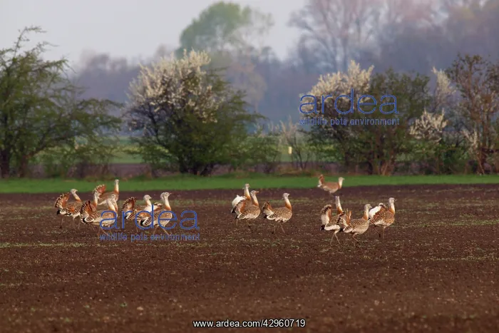 : Great Bustard - males in mating season : Great Bustard - males in mating season