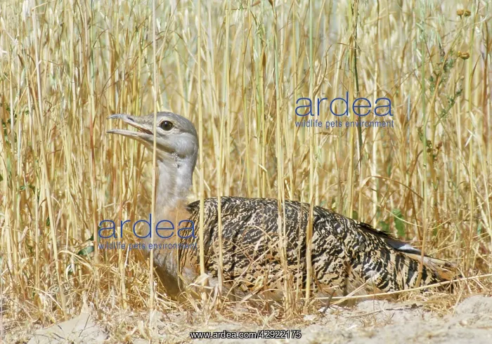 : Great Bustard - at nest : Great Bustard - at nest