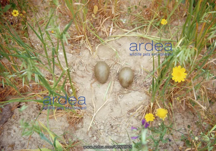 : Great Bustard - Nest and eggs : Great Bustard - Nest and eggs
