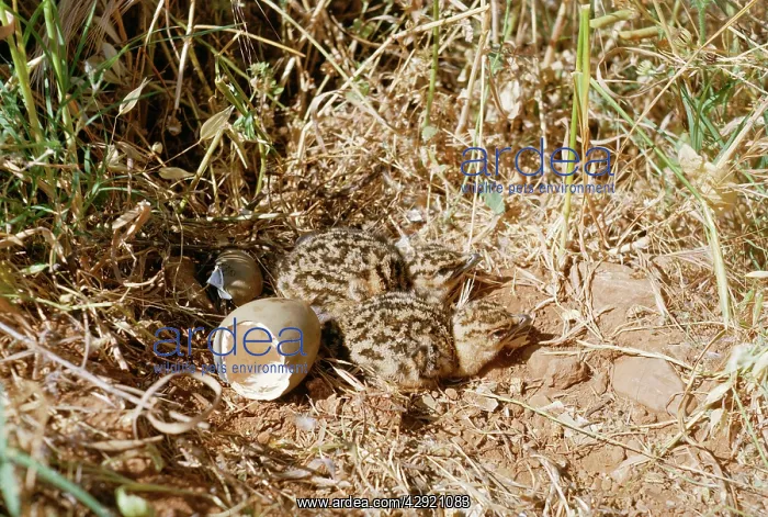: Great Bustard - Newly hatched chicks : Great Bustard - Newly hatched chicks