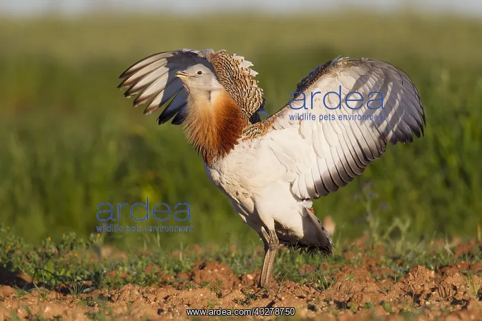 : Great Bustard (Otis tarda) male in field flappi : Great Bustard (Otis tarda) male in field flappi