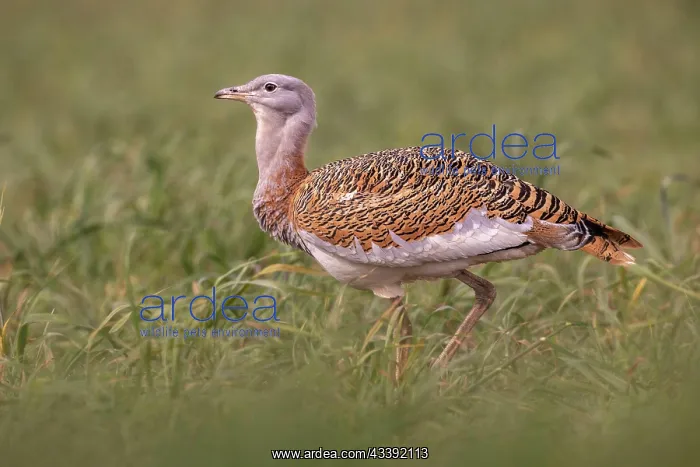 : Great bustard (Otis tarda), young male, Badajoz : Great bustard (Otis tarda), young male, Badajoz