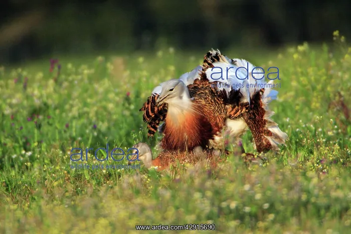 : Great Bustard - pair copulating : Great Bustard - pair copulating
