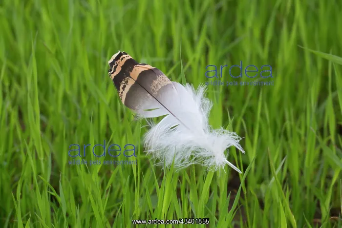 : Great Bustard -.single feather in grass - Austria : Great Bustard -.single feather in grass - Austria