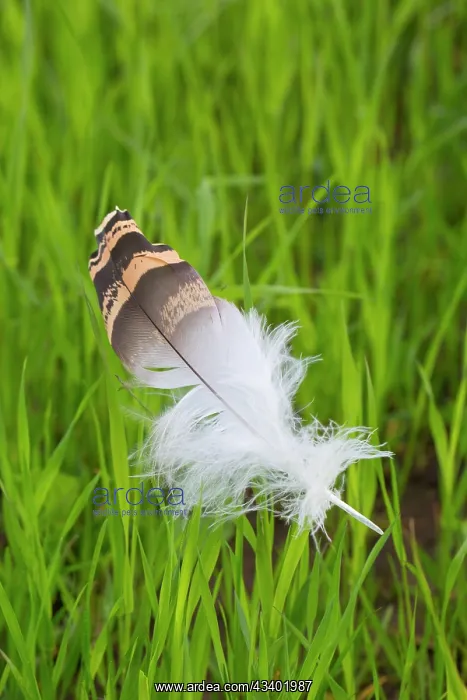 : Great Bustard -.single feather in grass - Austria : Great Bustard -.single feather in grass - Austria