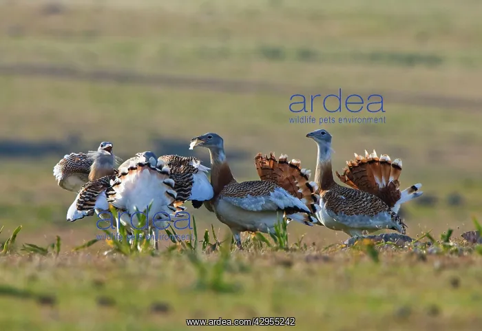  : Great Bustard - young males fighting on spanish stepps