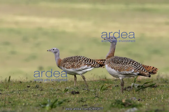 : Great Bustards - female : Great Bustards - female