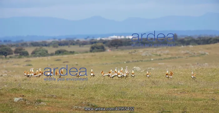 : Great Bustards - flock of 21 males - April : Great Bustards - flock of 21 males - April