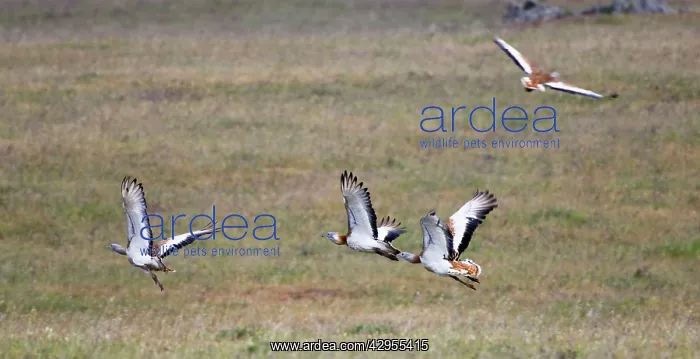 : Great Bustards - flock in flight - April : Great Bustards - flock in flight - April
