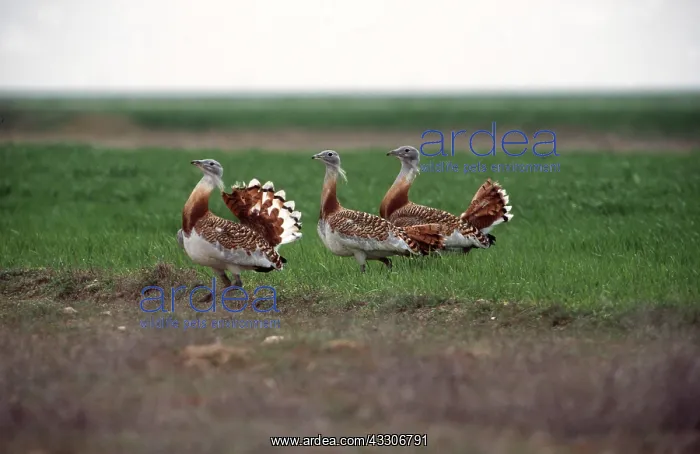 : GREAT BUSTARDS - x three males on ground, displaying : GREAT BUSTARDS - x three males on ground, displaying
