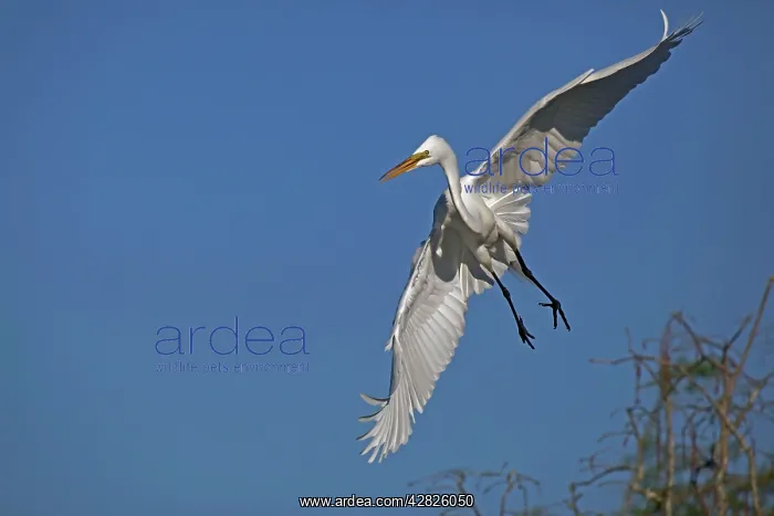  : Great  /  Common  /  American Egret - in flight