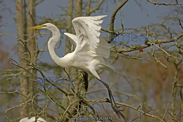 : Great / Common / American Egret - in flight : Great / Common / American Egret - in flight