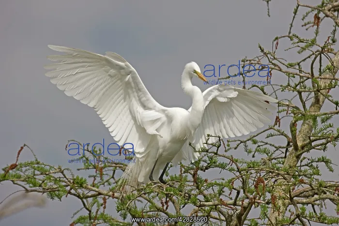 : Great / Common / American Egret - in flight landing : Great / Common / American Egret - in flight landing