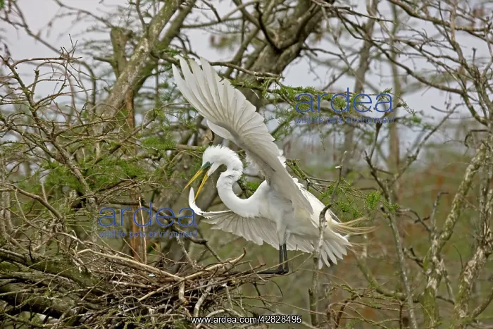 : Great / Common / American Egret - in flight landing at nest : Great / Common / American Egret - in flight landing at nest