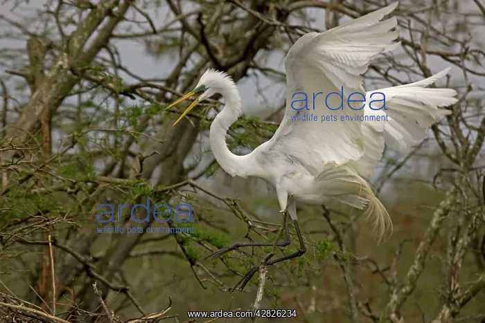 : Great / Common / American Egret - in flight - taking : Great / Common / American Egret - in flight - taking