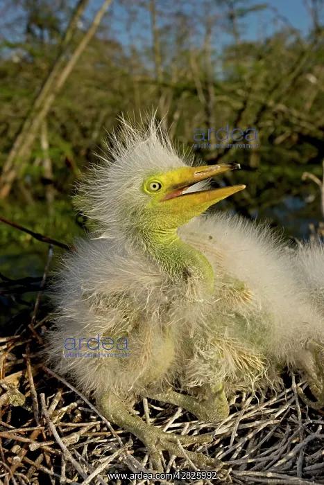 : Great / Common / American Egret - nestling : Great / Common / American Egret - nestling