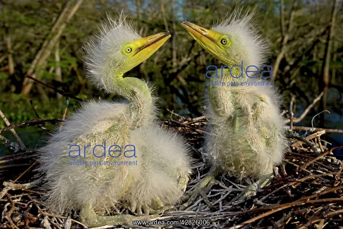  : Great  /  Common  /  American Egret - nestlings
