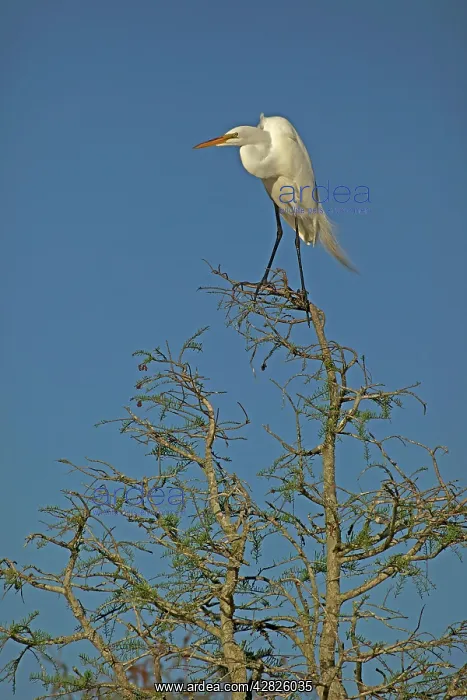 : Great / Common / American Egret - perched on tree : Great / Common / American Egret - perched on tree