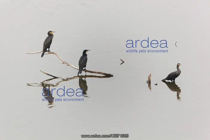 : Great Cormorant : Great Cormorant