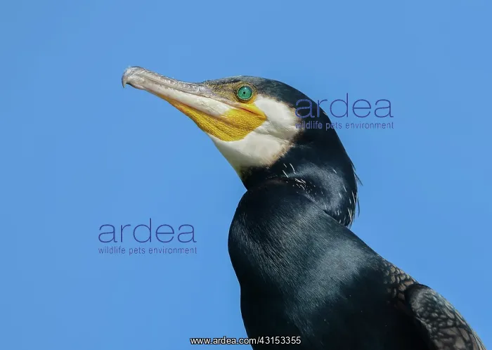  : Great Cormorant