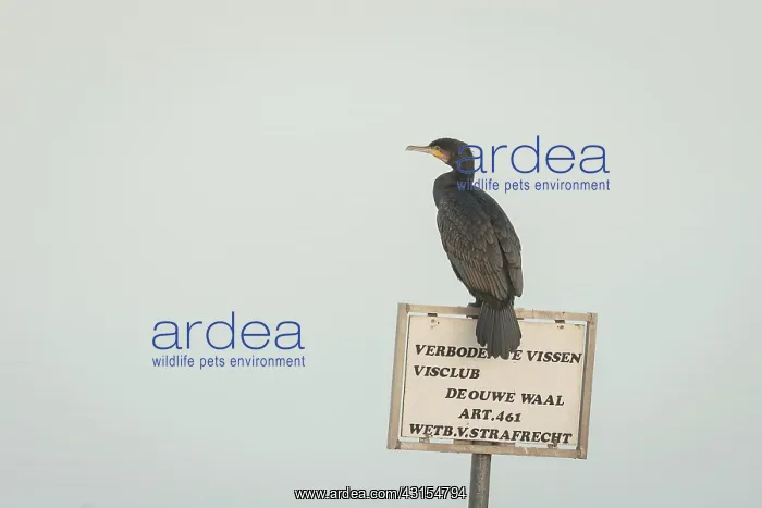 : Great Cormorant : Great Cormorant