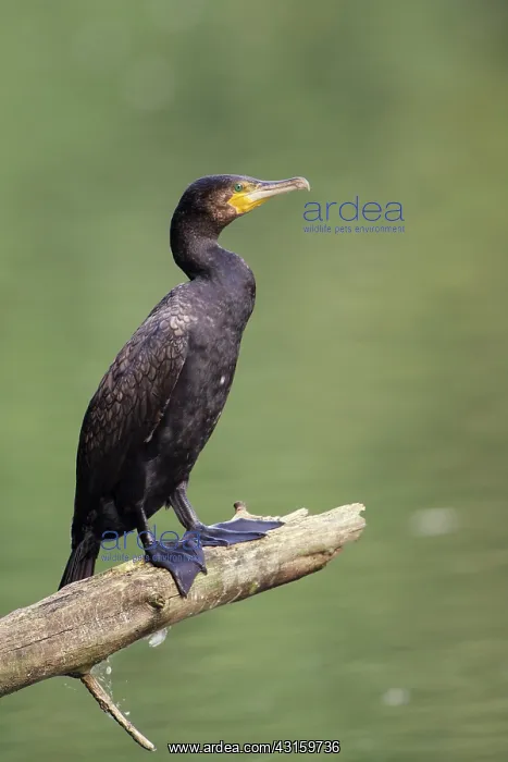 : Great Cormorant : Great Cormorant