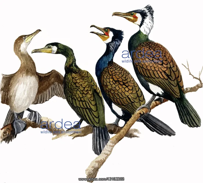 : Great Cormorant : Great Cormorant