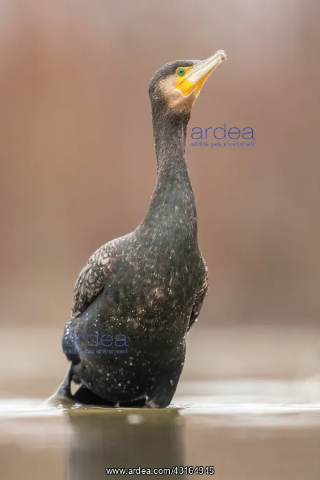 : Great Cormorant : Great Cormorant